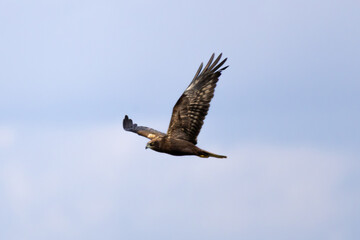 Fototapeta premium Western Marsh Harrier (Circus aeruginosus) and Common Kestrel (Falco tinnunculus) Flying Together