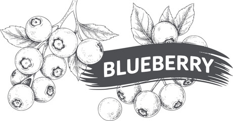 Detailed monochrome of plump blueberry branches with leaves