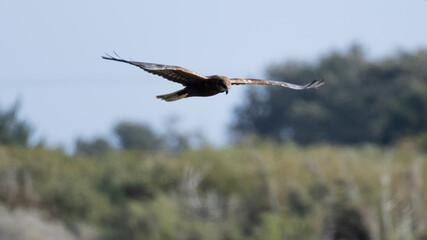 Western Marsh Harrier (Circus aeruginosus) and Common Kestrel (Falco tinnunculus) Flying Together