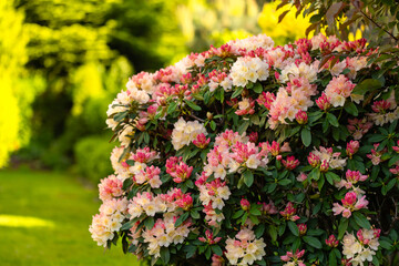Obraz premium A rhododendron with pastel cream and pink flowers of the 'Percy Wiseman' variety blooming in a spring garden, floral wallpaper, floral background