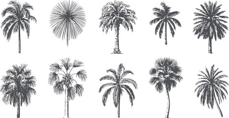 Ten different palm tree silhouettes in black editable