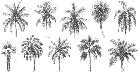 Ten different palm tree species black and set