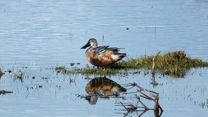 Northern Shoveler (Spatula clypeata)  at Akrotiri, Limassol