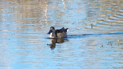 Northern Shoveler (Spatula clypeata)  at Akrotiri, Limassol