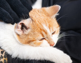 Close-Up of an Orange and White Kitten with Ear Mites (Otodectic Mange) Being Held