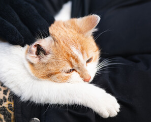 Close-Up of an Orange and White Kitten with Ear Mites (Otodectic Mange) Being Held