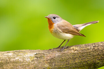 Muchołówka mała (Ficedula parva)  © Grzegorz