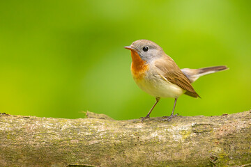 Muchołówka mała (Ficedula parva)  © Grzegorz