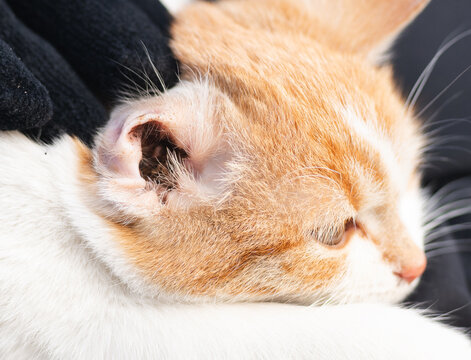 Close-Up of an Orange and White Kitten with Ear Mites (Otodectic Mange) Being Held