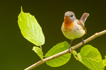 Muchołówka mała (Ficedula parva)  © Grzegorz