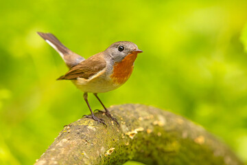 Muchołówka mała (Ficedula parva)  © Grzegorz