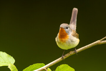 Muchołówka mała (Ficedula parva)  © Grzegorz