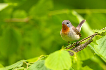 Muchołówka mała (Ficedula parva)  © Grzegorz