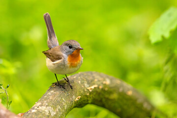 Muchołówka mała (Ficedula parva)  © Grzegorz