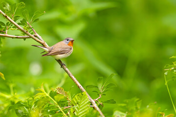 Muchołówka mała (Ficedula parva)  © Grzegorz