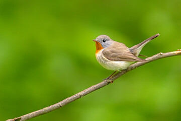 Muchołówka mała (Ficedula parva)  © Grzegorz