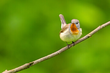 Muchołówka mała (Ficedula parva)  © Grzegorz