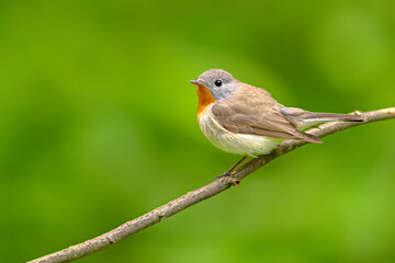 Muchołówka mała (Ficedula parva)  © Grzegorz