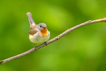 Muchołówka mała (Ficedula parva)  © Grzegorz