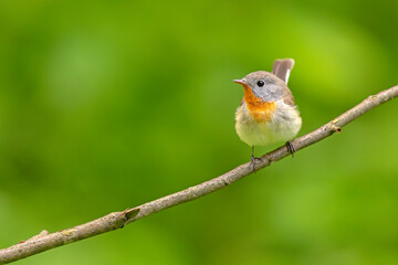 Muchołówka mała (Ficedula parva)  © Grzegorz