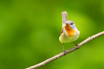 Muchołówka mała (Ficedula parva)  © Grzegorz