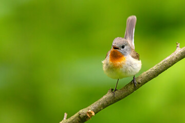 Muchołówka mała (Ficedula parva)  © Grzegorz