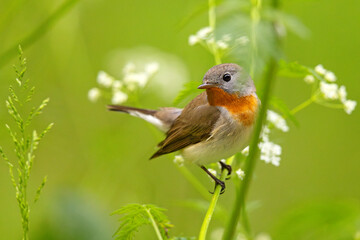 Muchołówka mała (Ficedula parva)  © Grzegorz