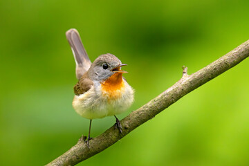 Muchołówka mała (Ficedula parva)  © Grzegorz