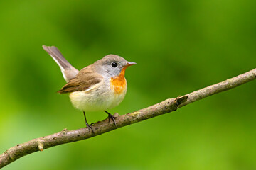 Muchołówka mała (Ficedula parva)  © Grzegorz