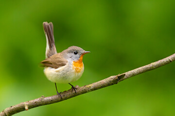 Muchołówka mała (Ficedula parva)  © Grzegorz