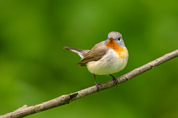 Muchołówka mała (Ficedula parva)  © Grzegorz