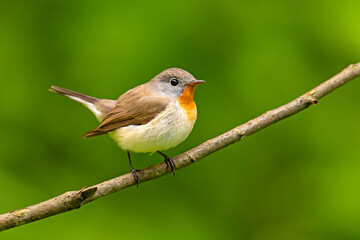 Muchołówka mała (Ficedula parva)  © Grzegorz