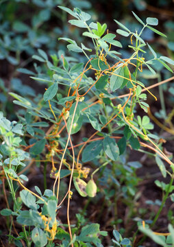 The parasitic plant field dodder (Cuscuta campestris) grows among crops