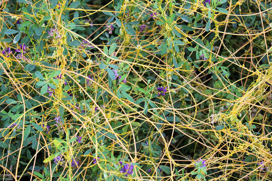 The parasitic plant field dodder (Cuscuta campestris) grows among crops