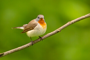 Muchołówka mała (Ficedula parva)  © Grzegorz
