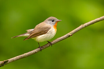 Muchołówka mała (Ficedula parva)  © Grzegorz