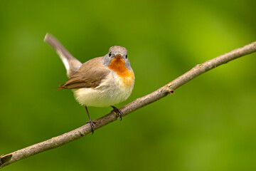 Muchołówka mała (Ficedula parva)  © Grzegorz