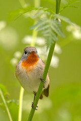 Muchołówka mała (Ficedula parva)  © Grzegorz