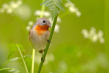 Muchołówka mała (Ficedula parva)  © Grzegorz