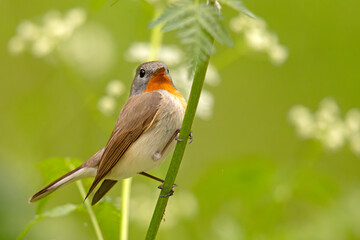 Muchołówka mała (Ficedula parva)  © Grzegorz