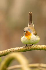 Muchołówka mała (Ficedula parva)  © Grzegorz