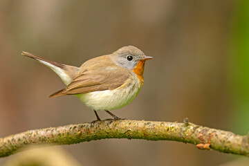 Muchołówka mała (Ficedula parva)  © Grzegorz