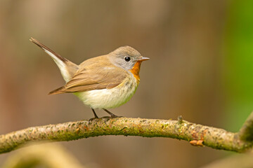 Fototapeta premium Muchołówka mała (Ficedula parva)