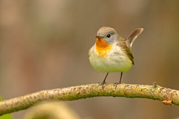 Muchołówka mała (Ficedula parva) © Grzegorz
