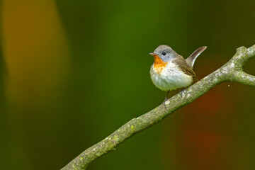Muchołówka mała (Ficedula parva) © Grzegorz
