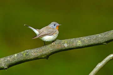 Muchołówka mała (Ficedula parva) © Grzegorz