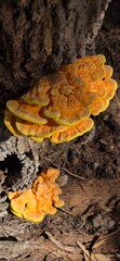 Hongo comestible (Laetiporus sulphureus) , llamado el pollo del bosque , es una especie de hongo con cuerpos fruct&iacute;feros que crecen en forma de repisas superpuestas de color amarillo a naranja.