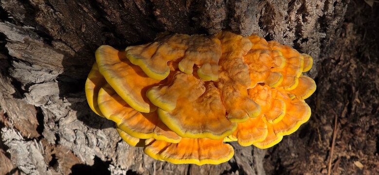 Hongo comestible (Laetiporus sulphureus) , llamado el pollo del bosque , es una especie de hongo con cuerpos fruct&iacute;feros que crecen en forma de repisas superpuestas de color amarillo a naranja.