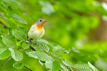 Muchołówka mała (Ficedula parva) © Grzegorz