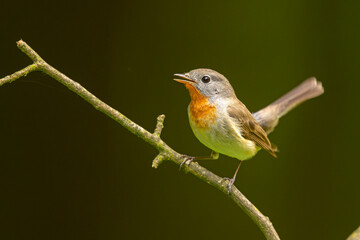 Muchołówka mała (Ficedula parva) © Grzegorz